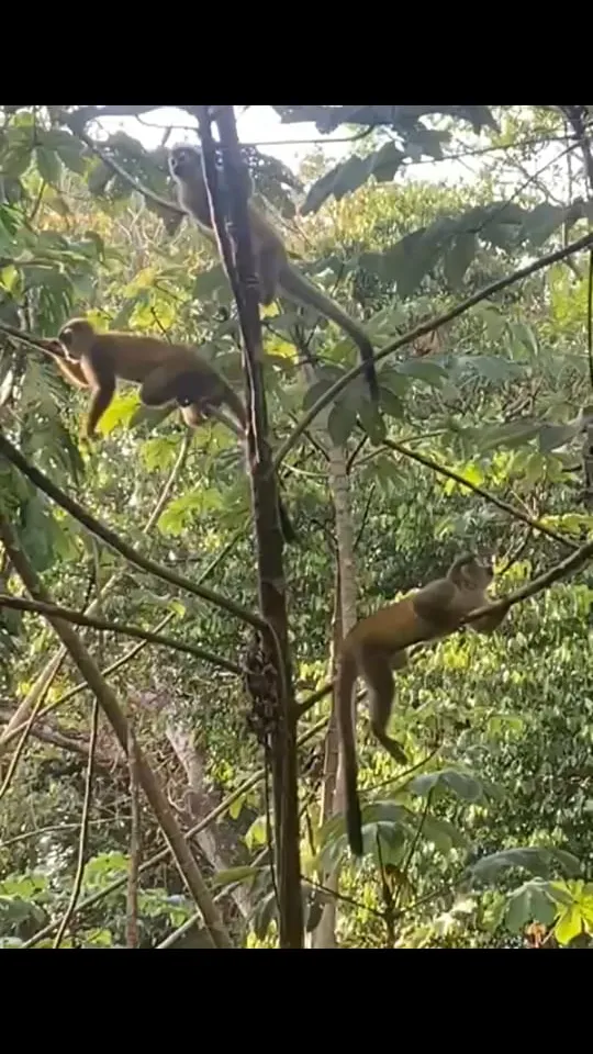 A Natural Sanctuary in Esterillos: Your Home Between The Jungle And The Sea - image 11