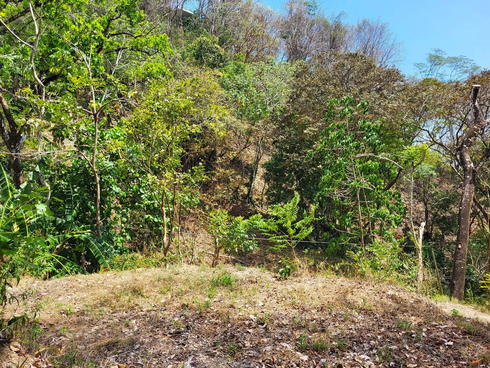 Prime Tropical Dream Lot For Sale - image 14