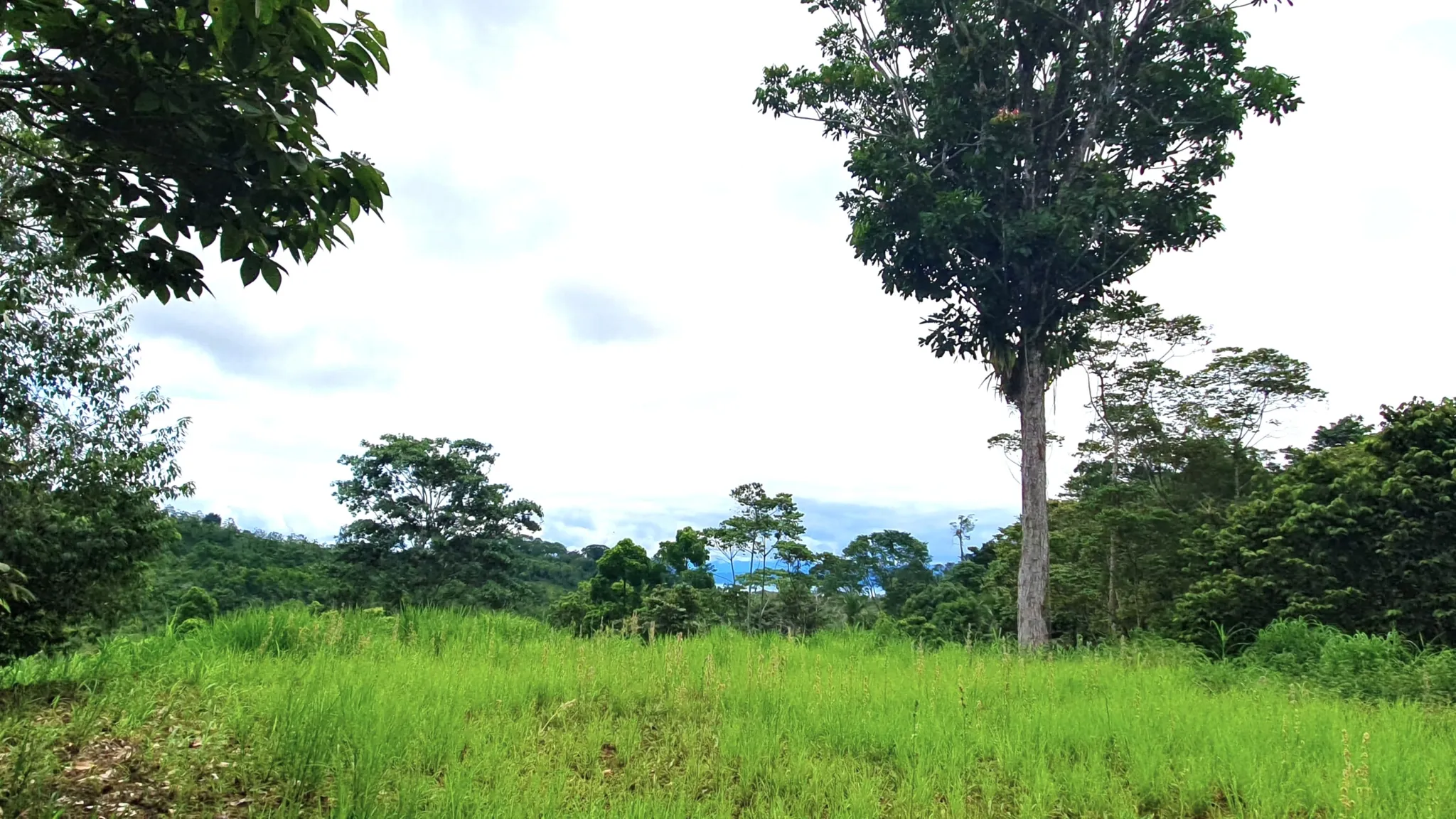 GULF VIEW PROPERTY IN PUERTO JIMENEZ, COSTA RICA - image 1