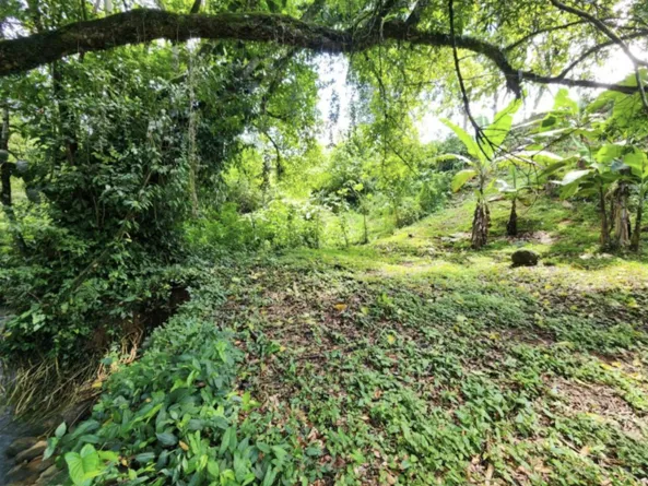 NATURAL PARADISE FARM of 203 ACRES IN BARU, PEREZ ZELEDON - image 14