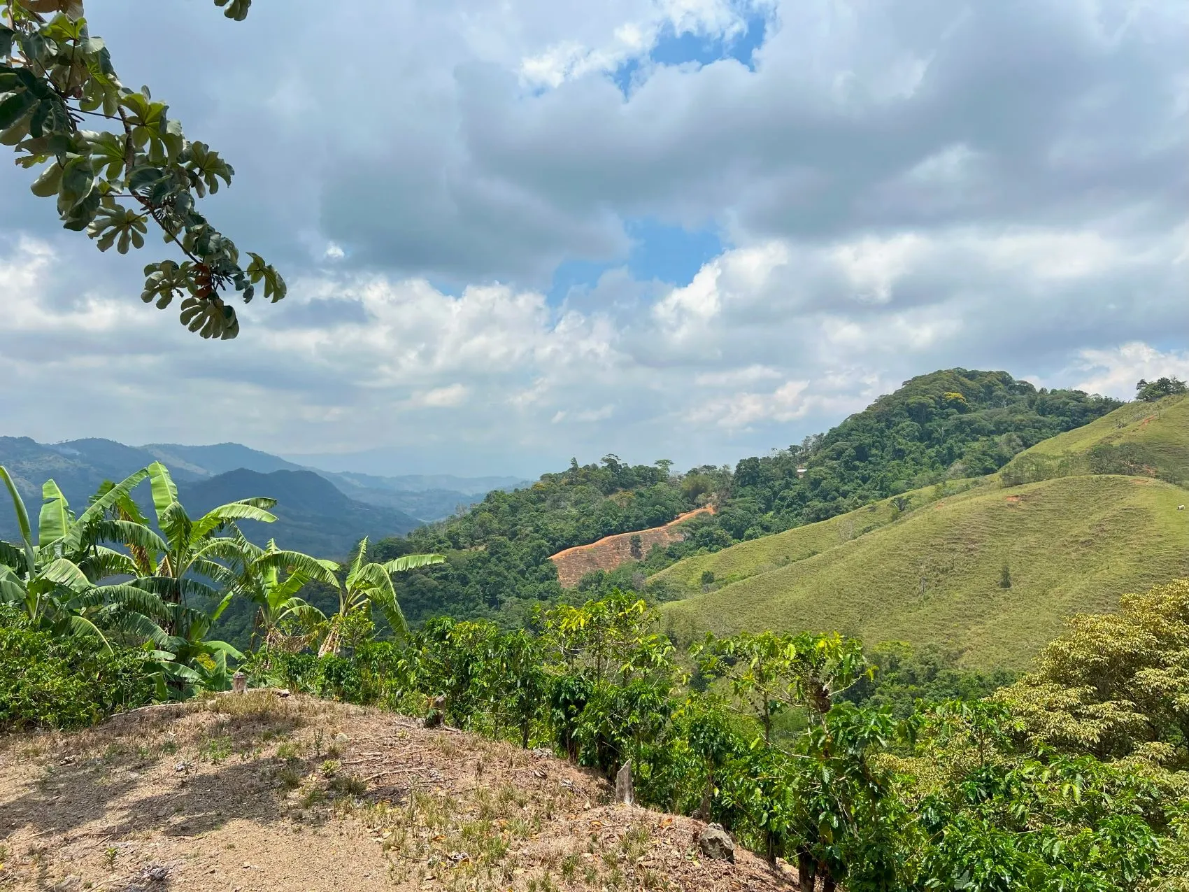 Coffe and fruit tree Finca in Puriscal - image 9
