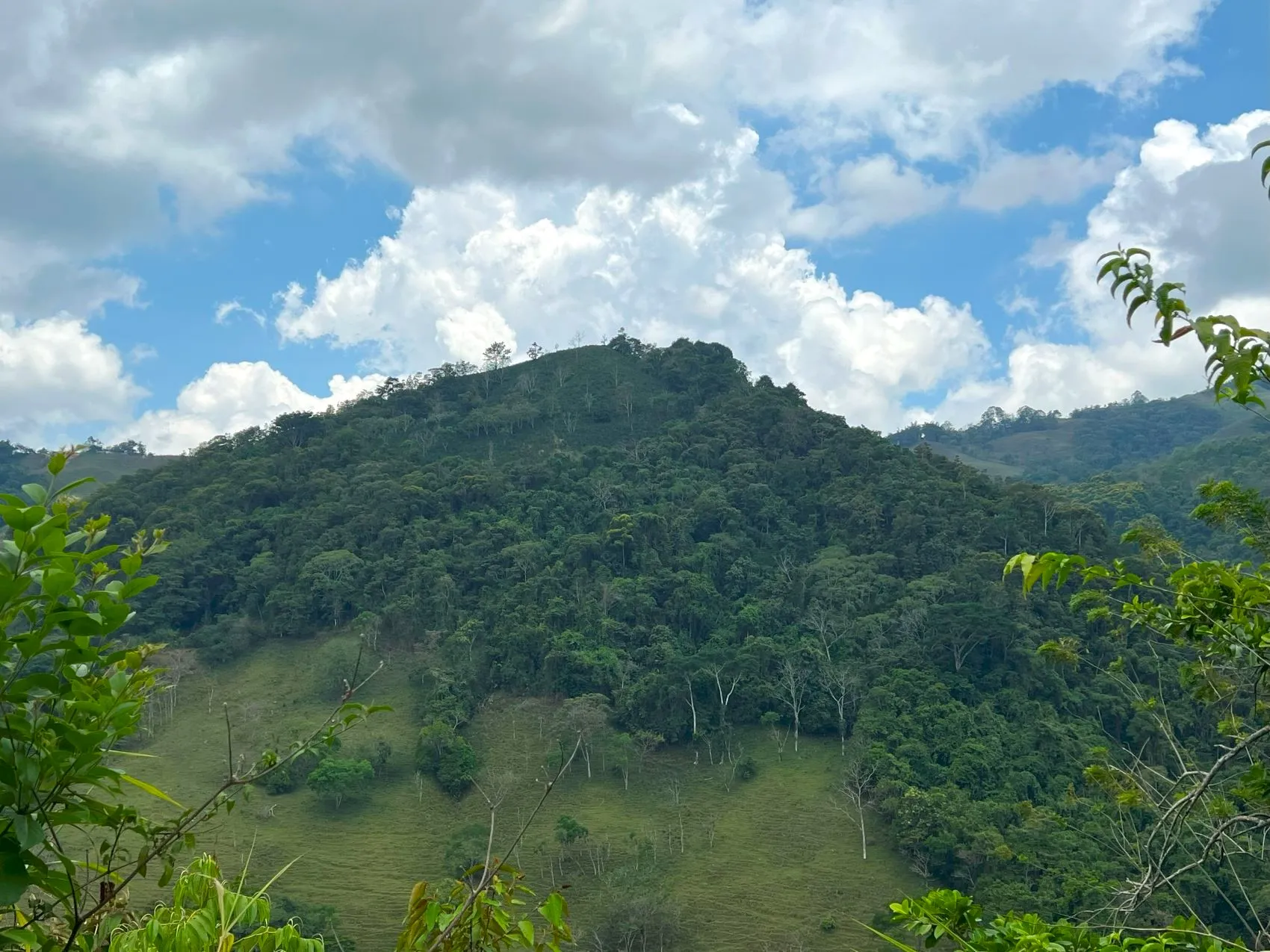 Coffe and fruit tree Finca in Puriscal - image 8