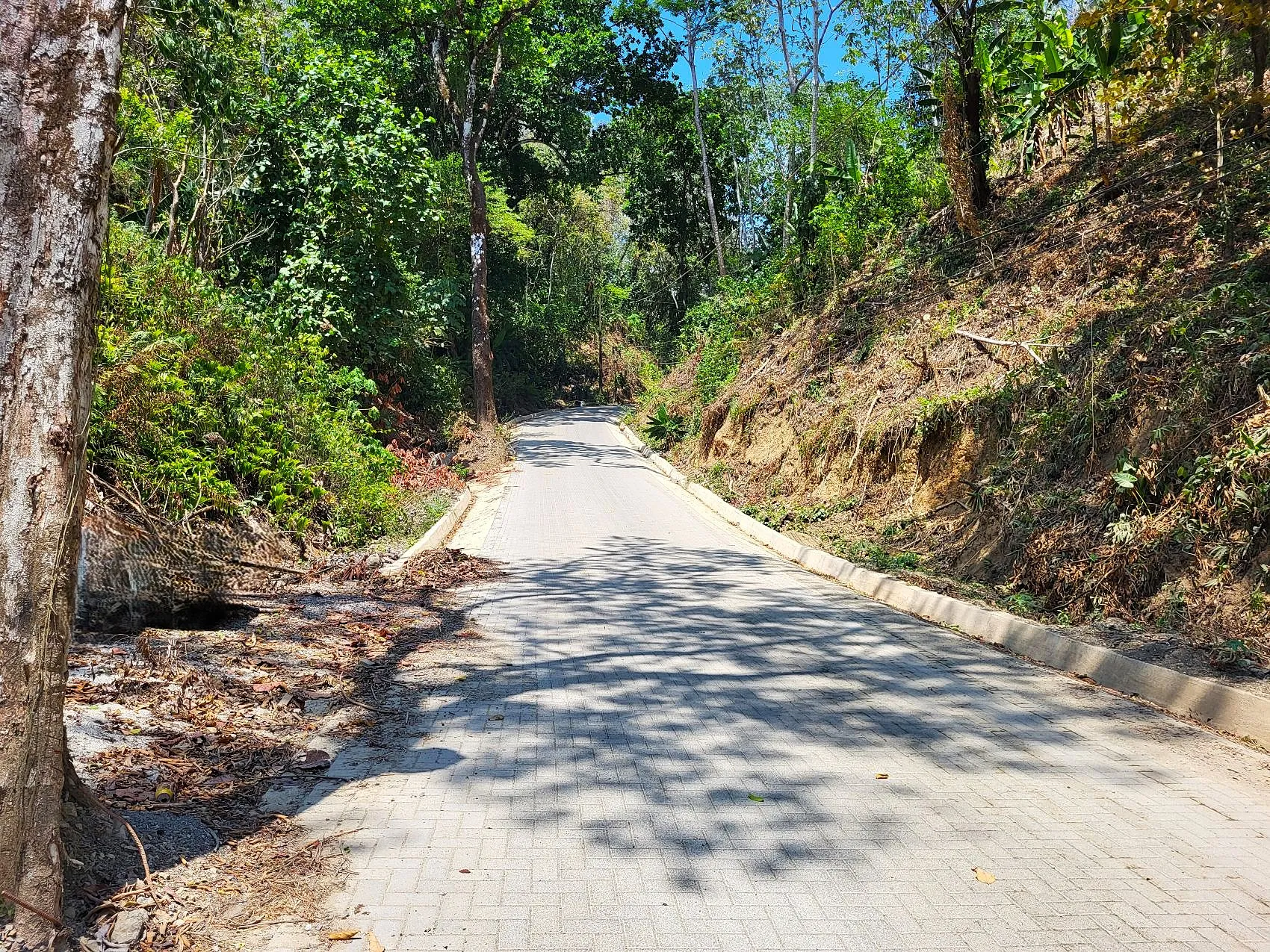 Prime Tropical Dream Lot For Sale - image 2