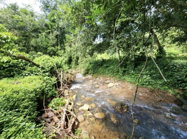 NATURAL PARADISE FARM of 203 ACRES IN BARU, PEREZ ZELEDON - image 13