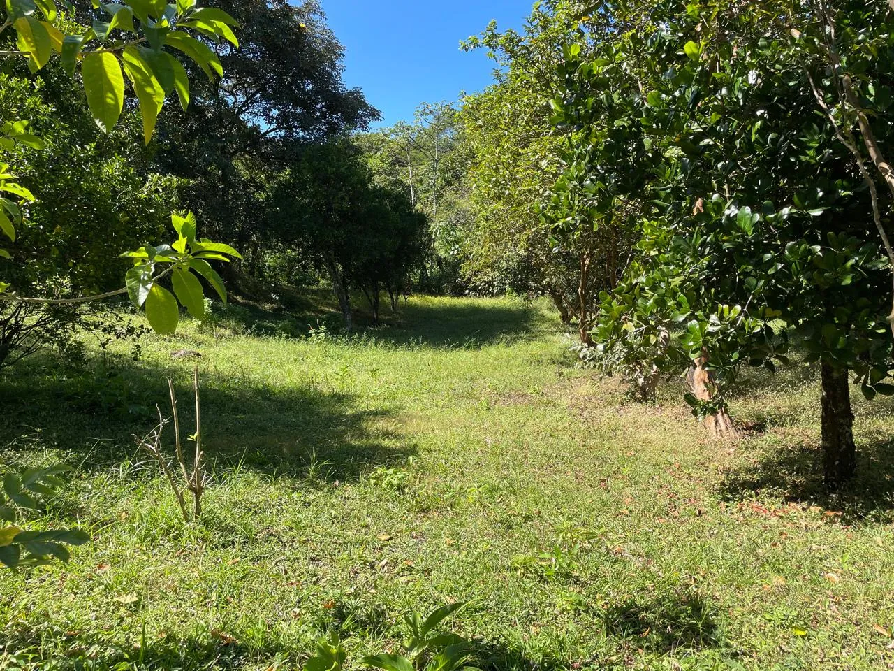 Sale / Impressive Lots (With Permission for Commercial Use), Ciudad Colon, San Jose - image 4