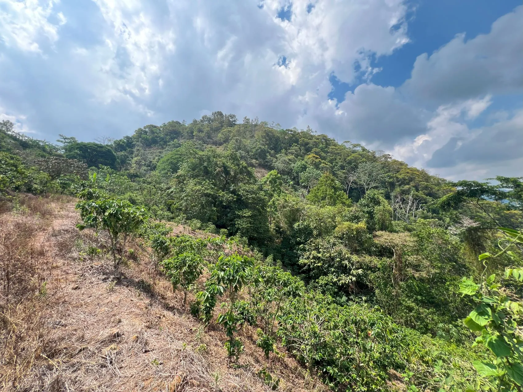 Coffe and fruit tree Finca in Puriscal - image 6