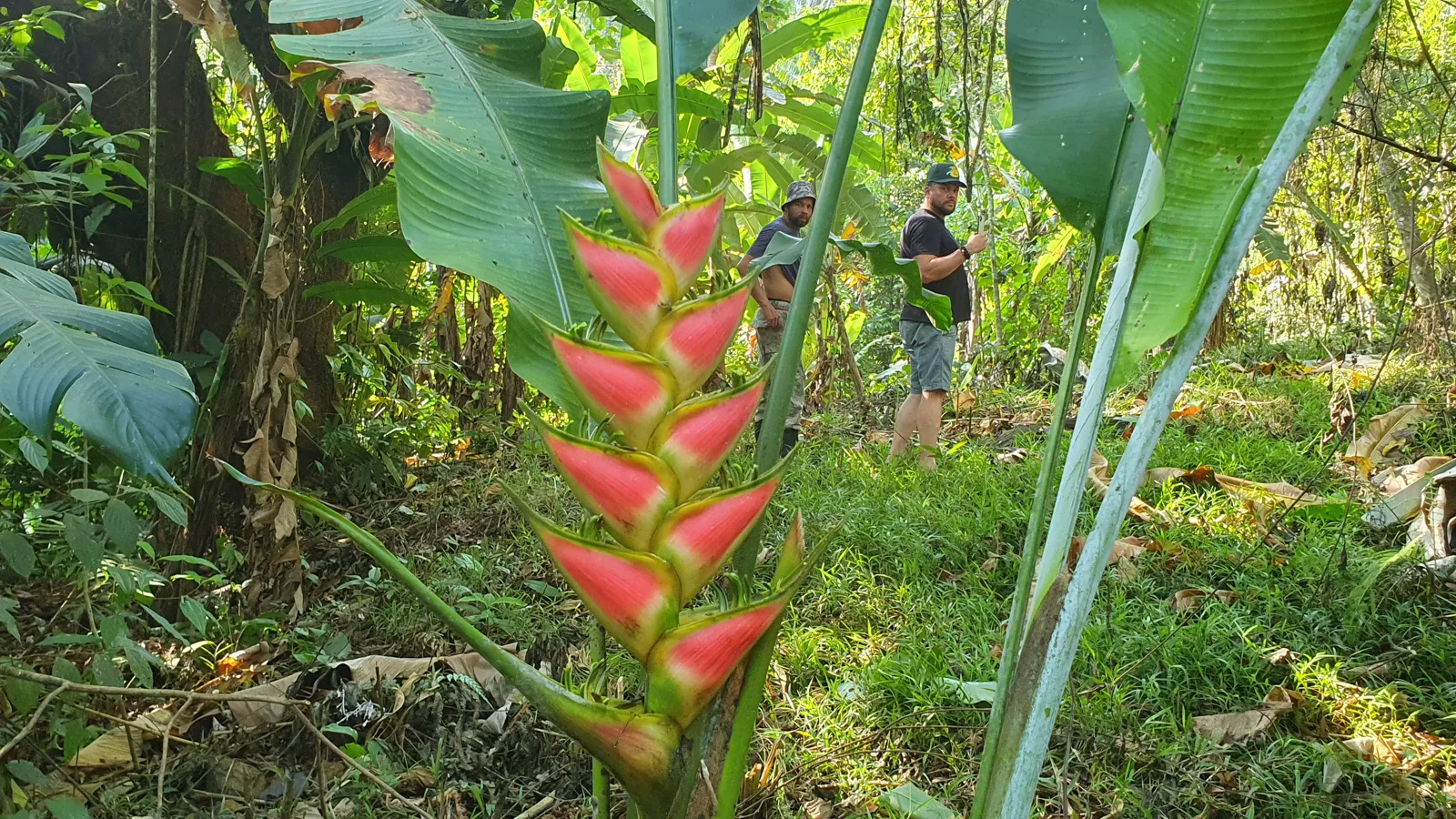 CONSERVATION AND DEVELOPMENT LAND WITH OCEAN VIEW IN SIERPE, COSTA RICA - image 15