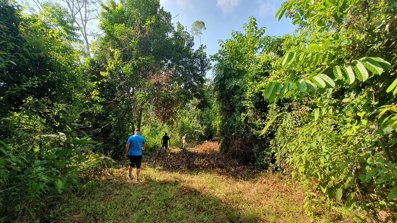 CONSERVATION AND DEVELOPMENT LAND WITH OCEAN VIEW IN SIERPE, COSTA RICA - image 9
