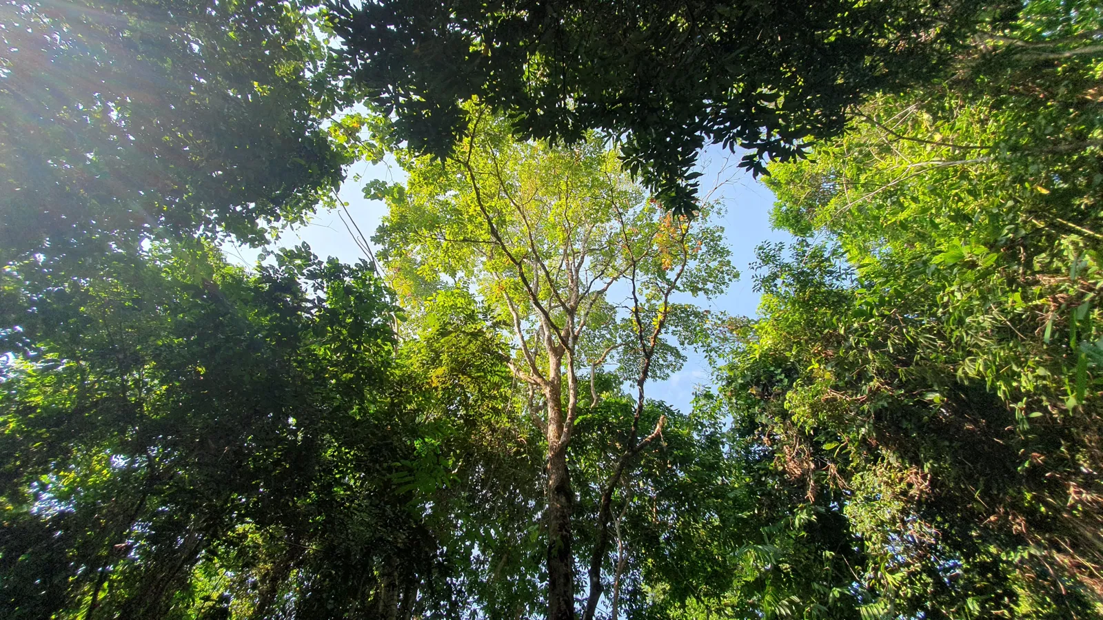 CONSERVATION AND DEVELOPMENT LAND WITH OCEAN VIEW IN SIERPE, COSTA RICA - image 8