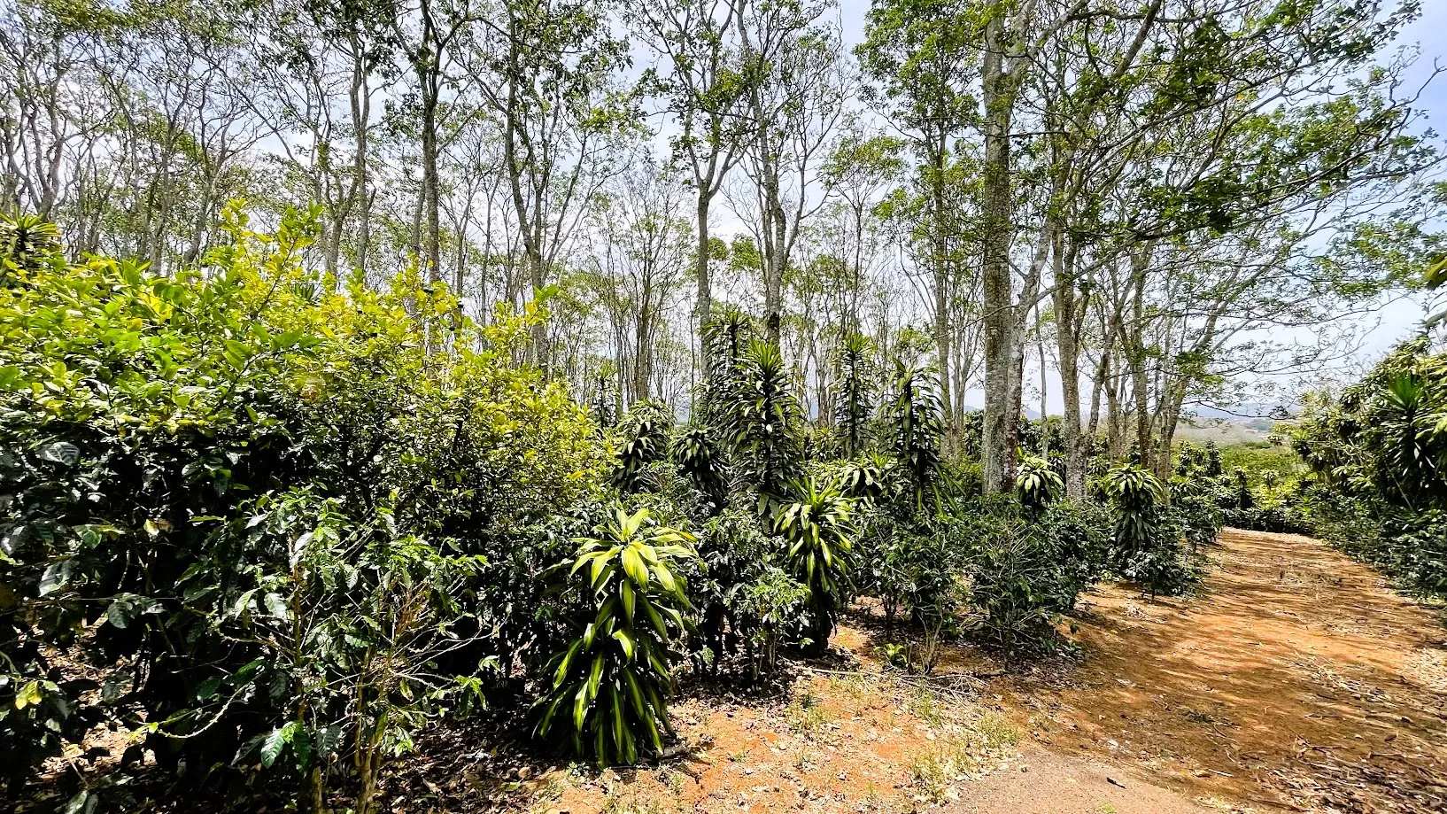 LOT FOR SALE - SAN ISIDRO, SAN RAMON - image 3