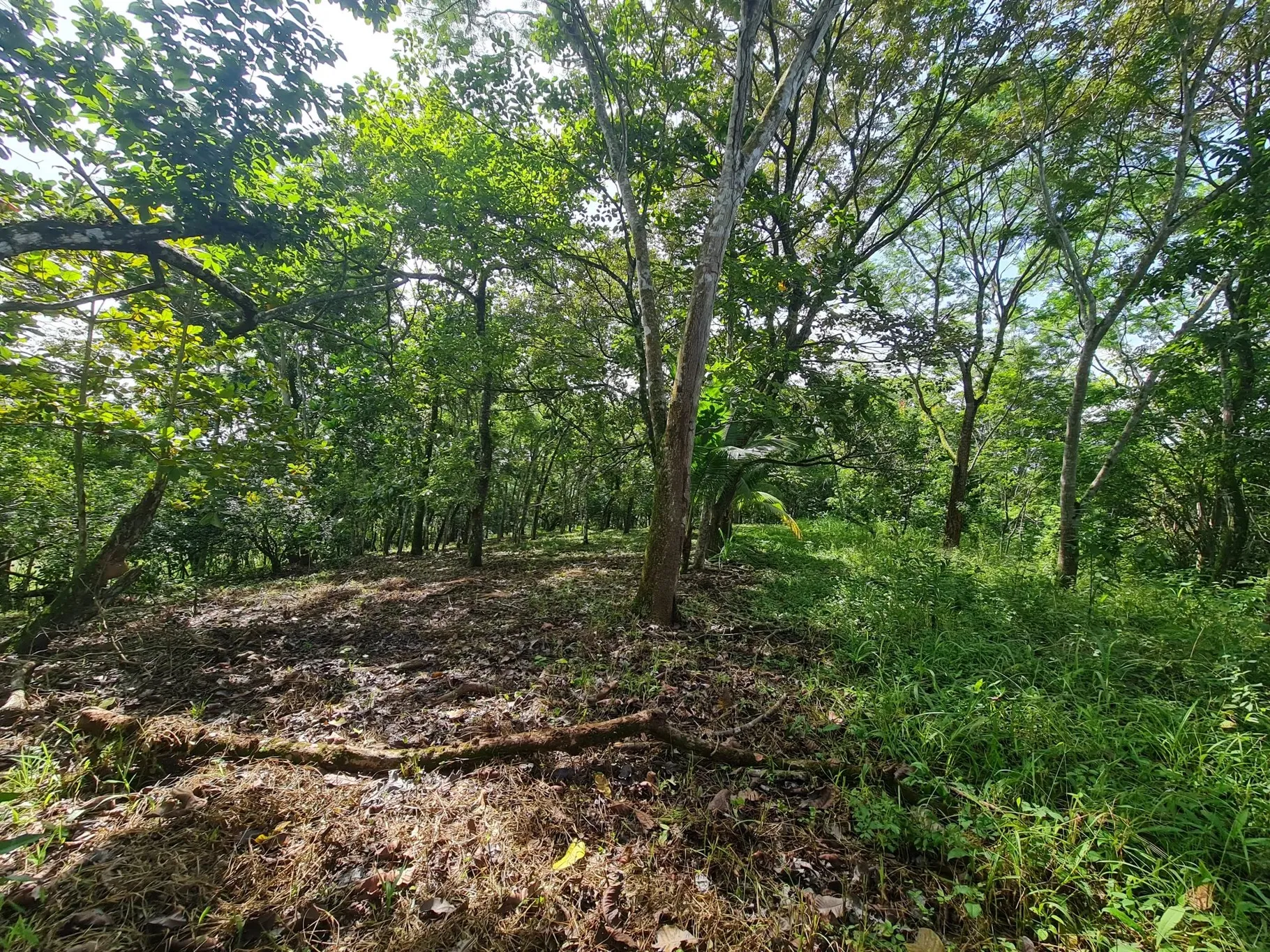 Farm for sale in Orotina - image 3