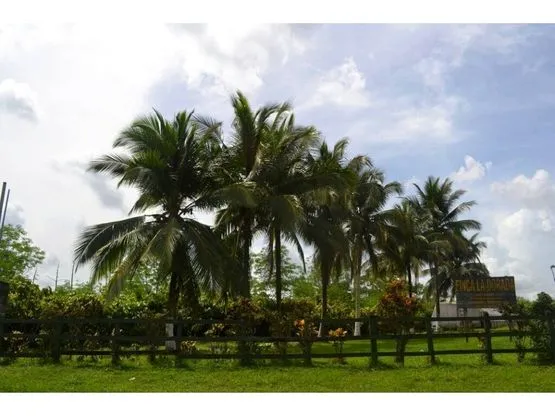 SE VENDE FINCA DE CACAO EN PRODUCCIÓN Y CRECIMIENTO - image 8