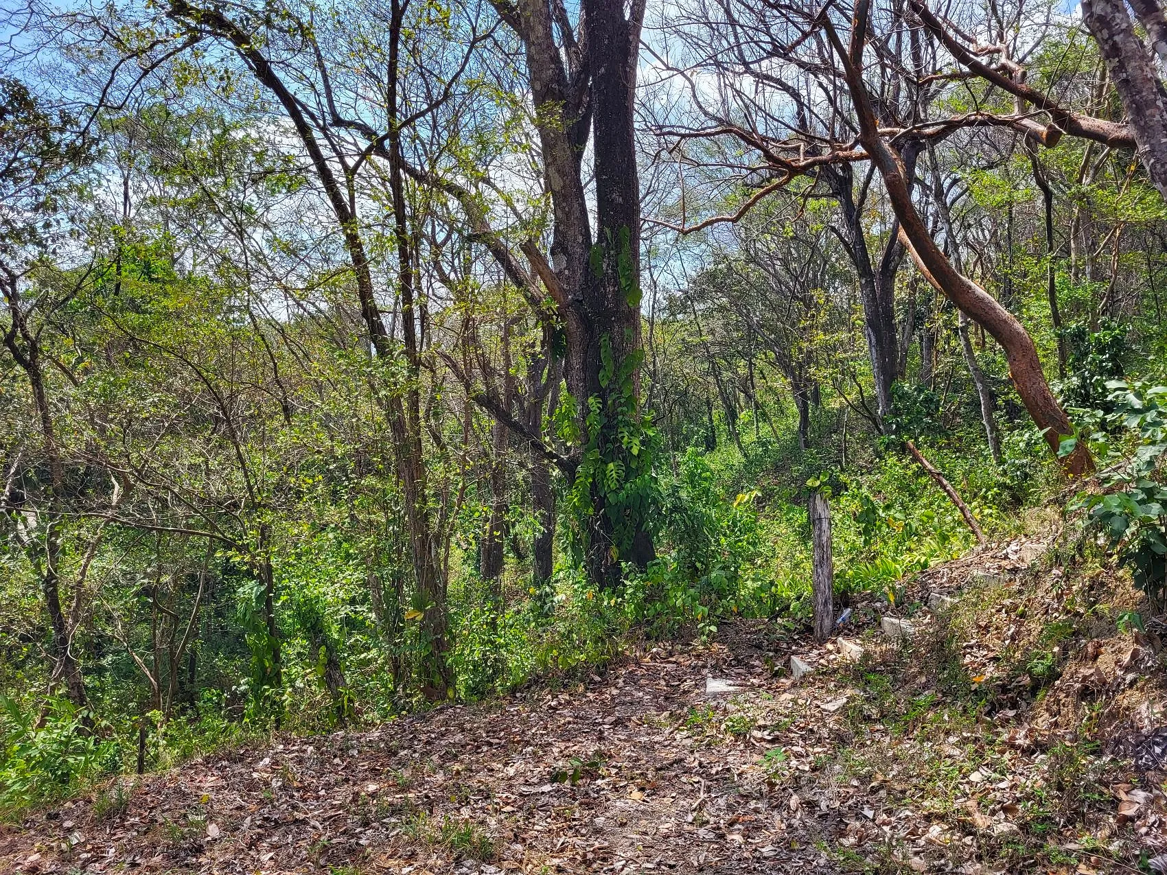 Prime Tropical Dream Lot For Sale - image 15