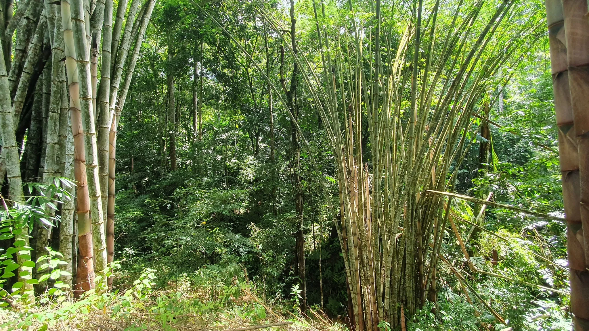 BAMBOO & FOREST PROPERTY IN PEREZ ZELEDON, COSTA RICA - image 8