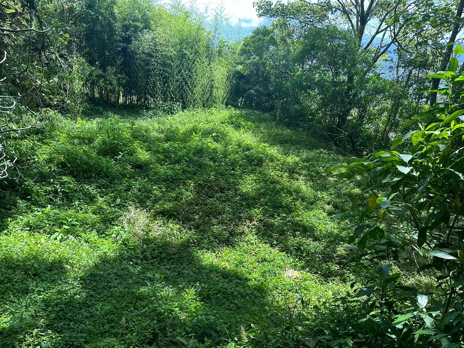 Land for Sale in Tarbaca a Natural and Tranquil Environment - image 1