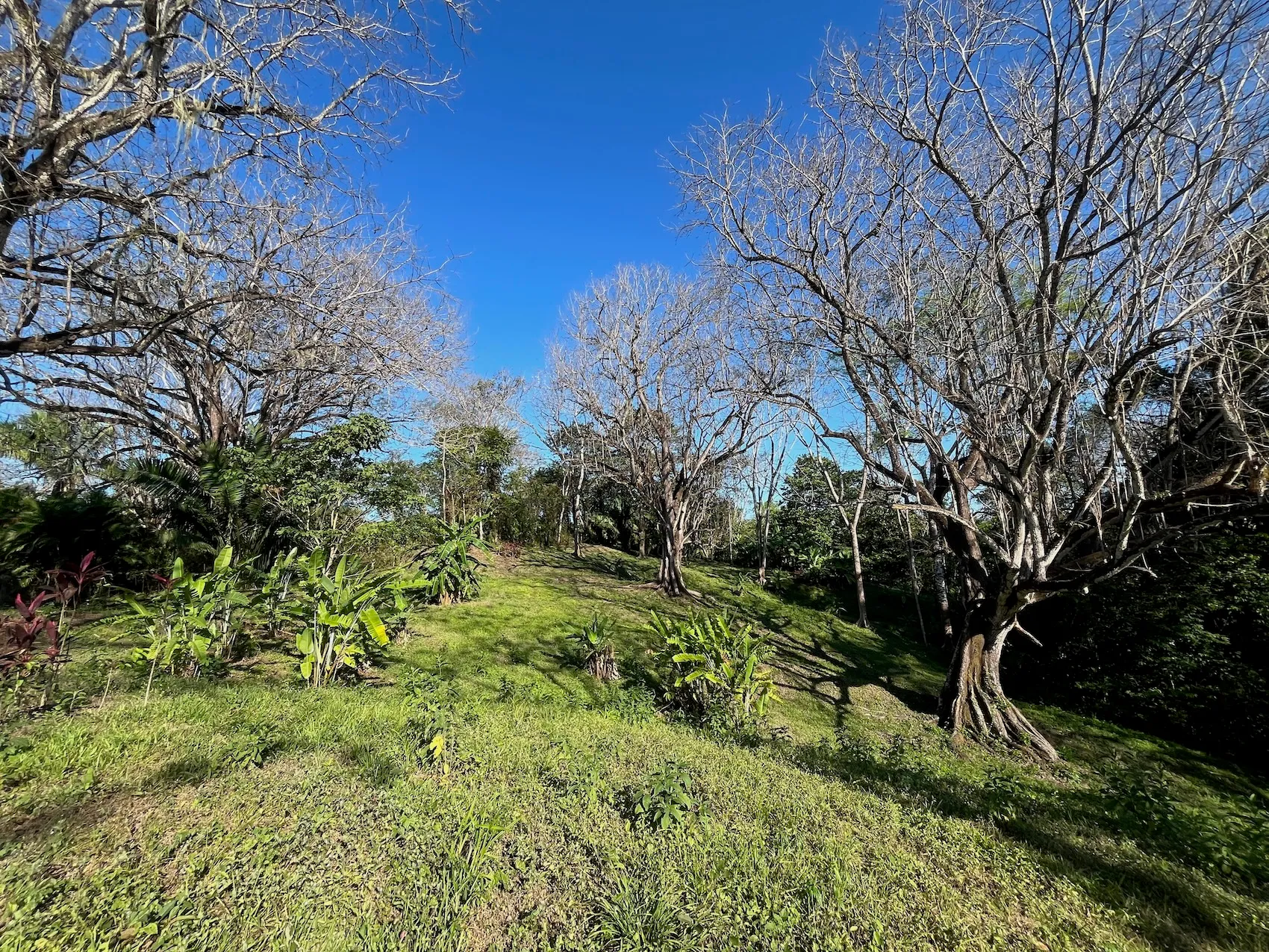 Dream Property in Delicias 7,100m² of Lush Land with Creek & Fruit Trees – Minutes from Santa Teresa - image 10