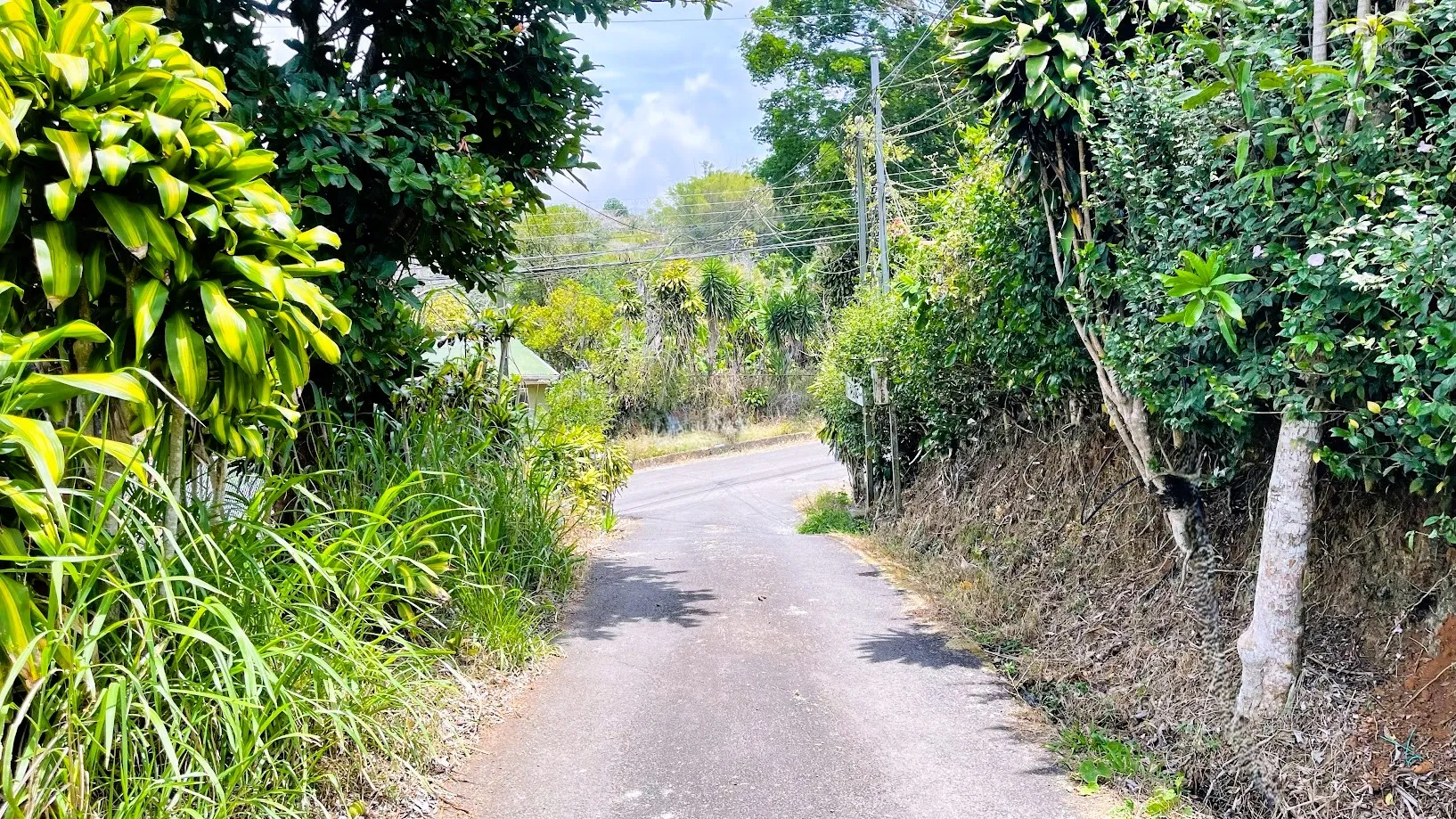 LAND FOR SALE IN SAN ISIDRO, SAN RAMON - image 8