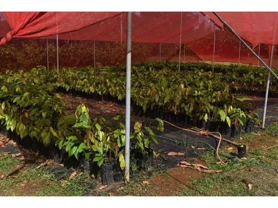 SE VENDE FINCA DE CACAO EN PRODUCCIÓN Y CRECIMIENTO - image 15