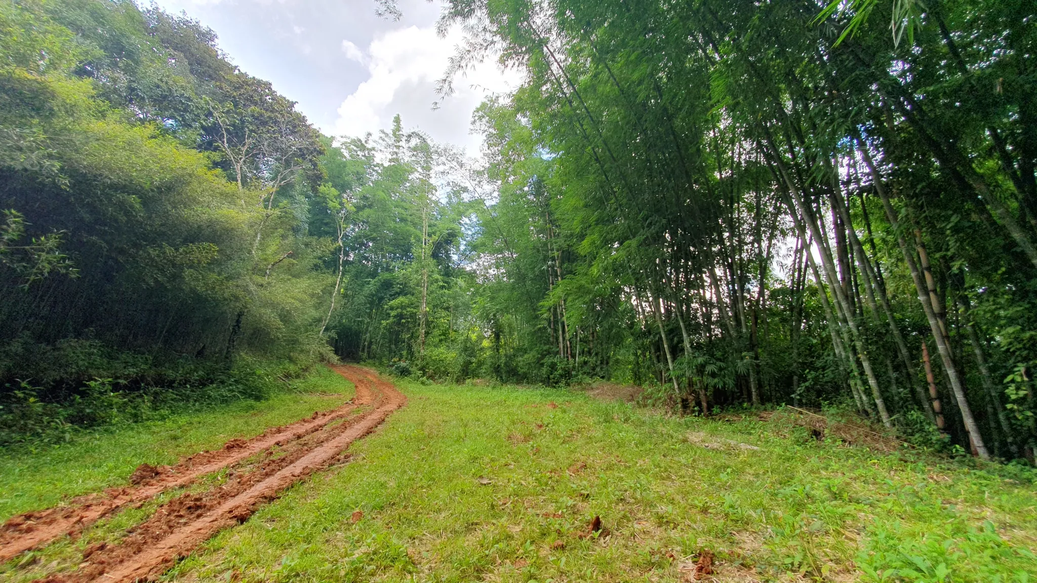 BAMBOO & FOREST PROPERTY IN PEREZ ZELEDON, COSTA RICA - image 14