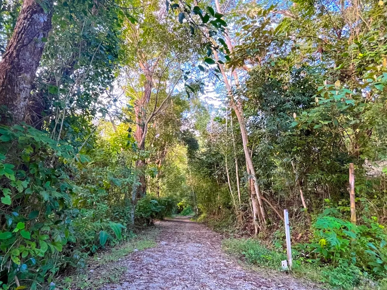 Discover an exceptional commercial and residential property steps from the ocean  in Mal País, Costa Rica! - image 9