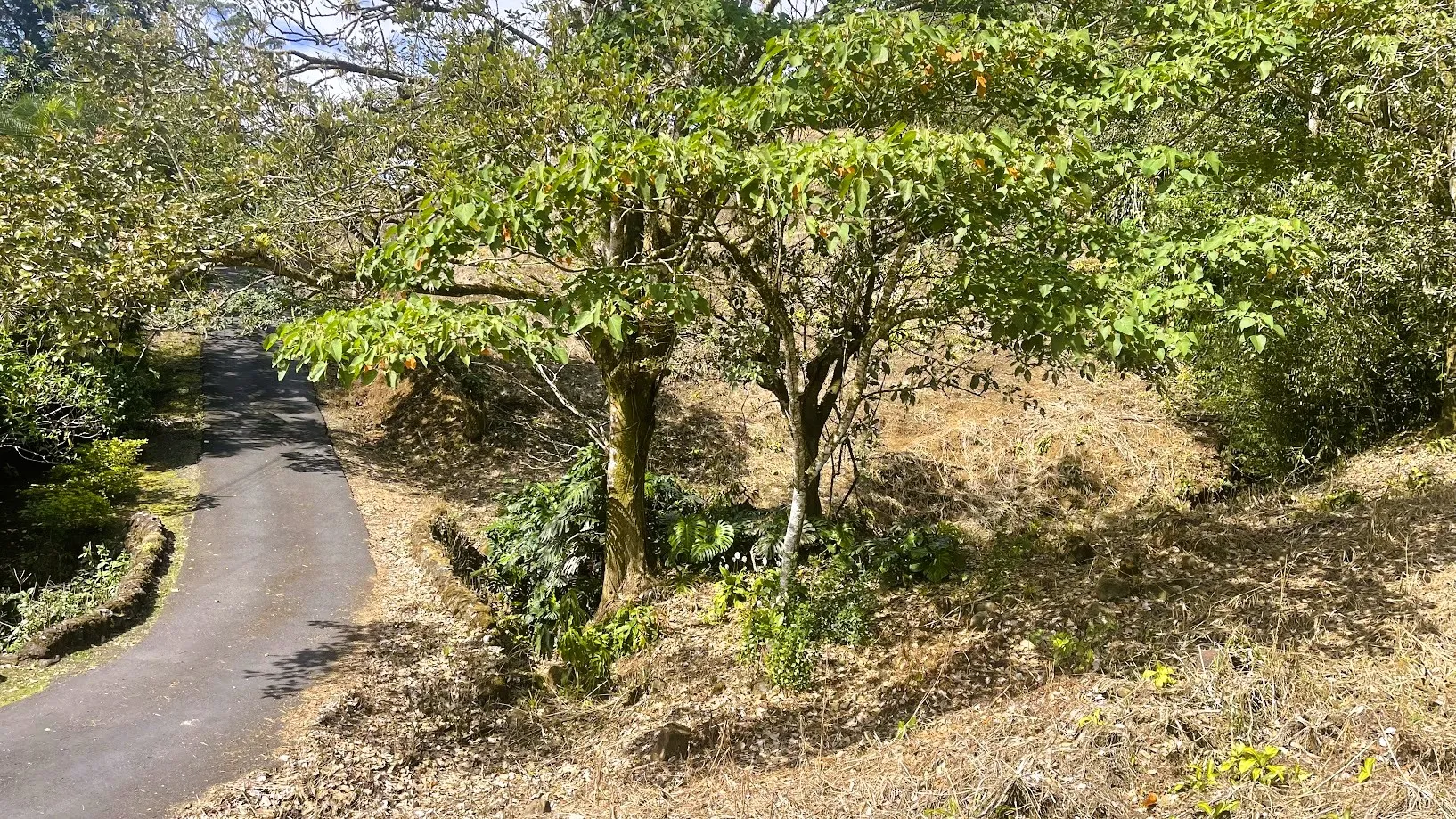 OCEAN VIEW LOT FOR SALE IN SANTIAGO, SAN RAMON - image 9