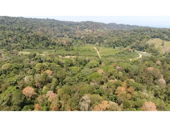 102 hectares of Land in Nanabri, Limón - image 2