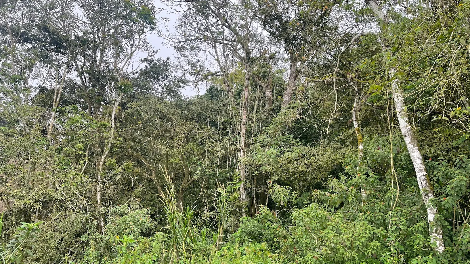  OCEAN VIEW LOT FOR SALE IN SANTIAGO, SAN RAMON  - image 15