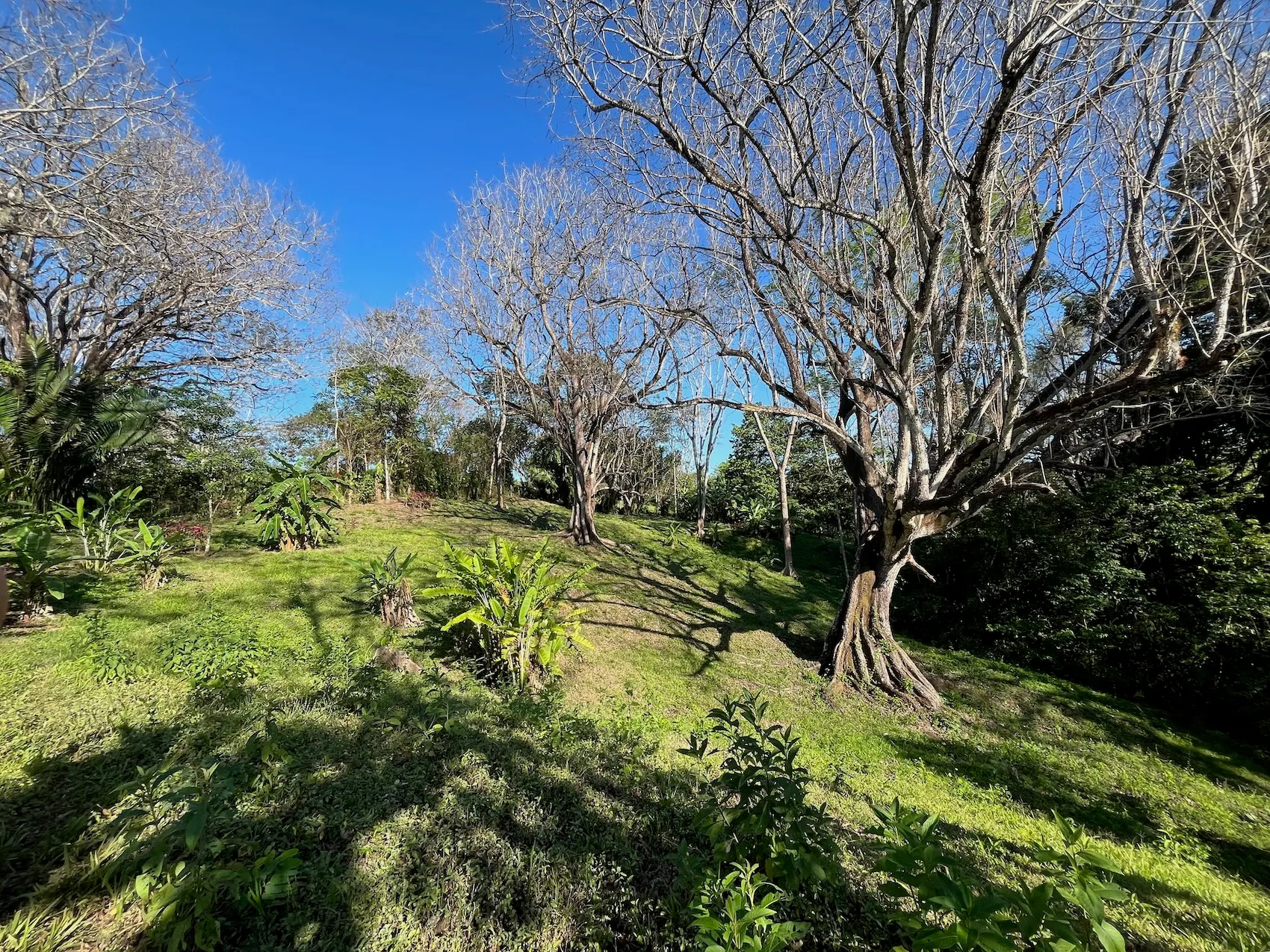 Dream Property in Delicias 7,100m² of Lush Land with Creek & Fruit Trees – Minutes from Santa Teresa - image 8