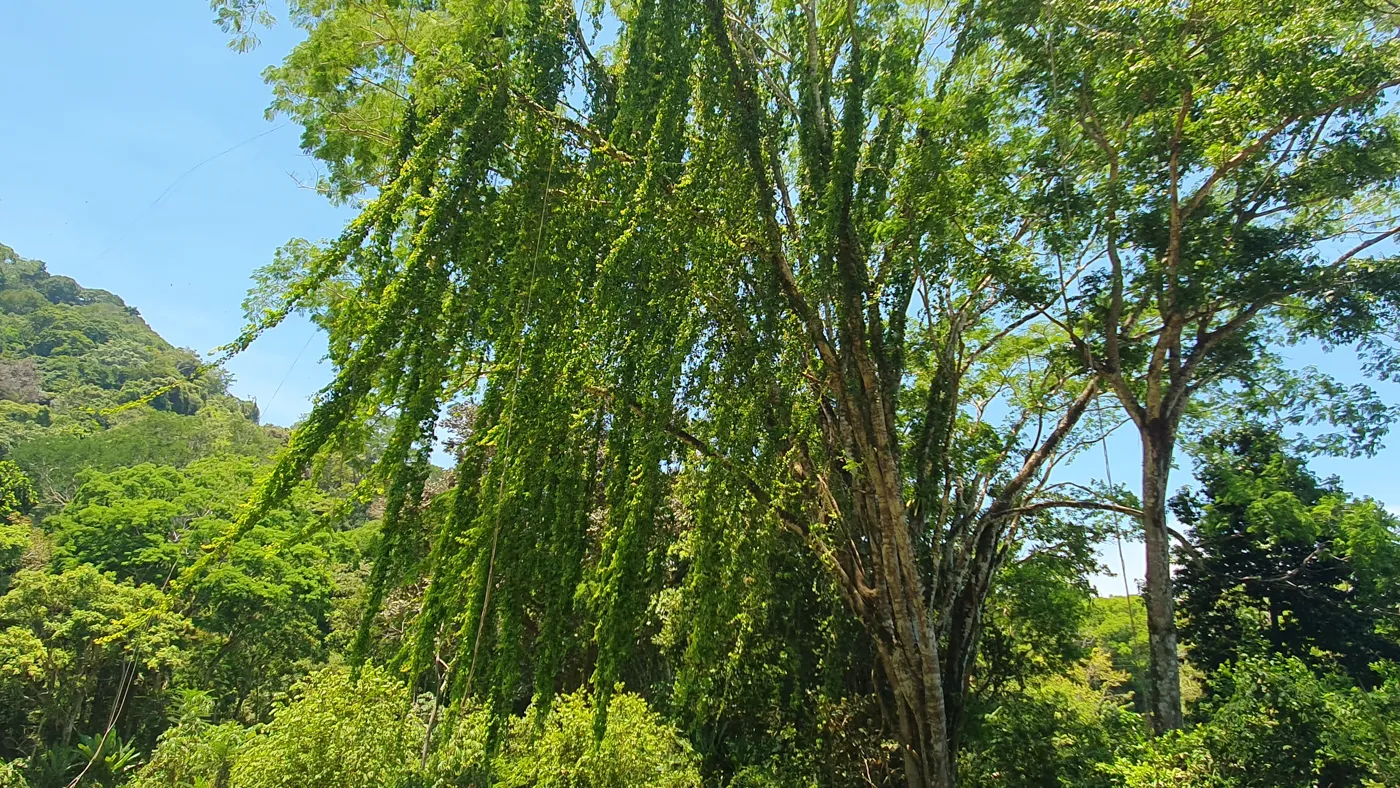 MULTIPURPOSE COMMERCIAL LAND IN OJOCHAL, COSTA RICA - image 13
