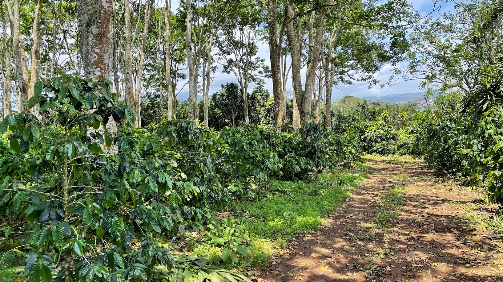 LOT FOR SALE IN SAN ISIDRO, SAN RAMON - image 10