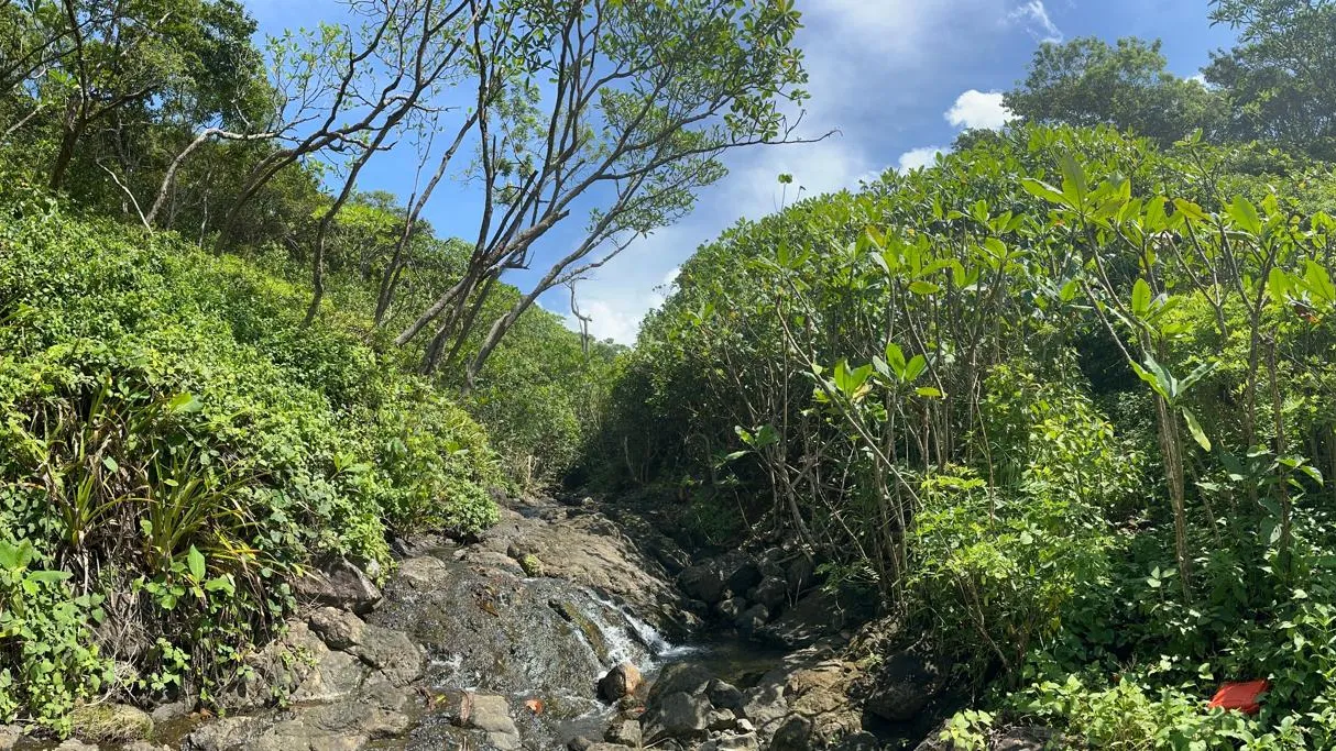 Sunset Paradise - image 8