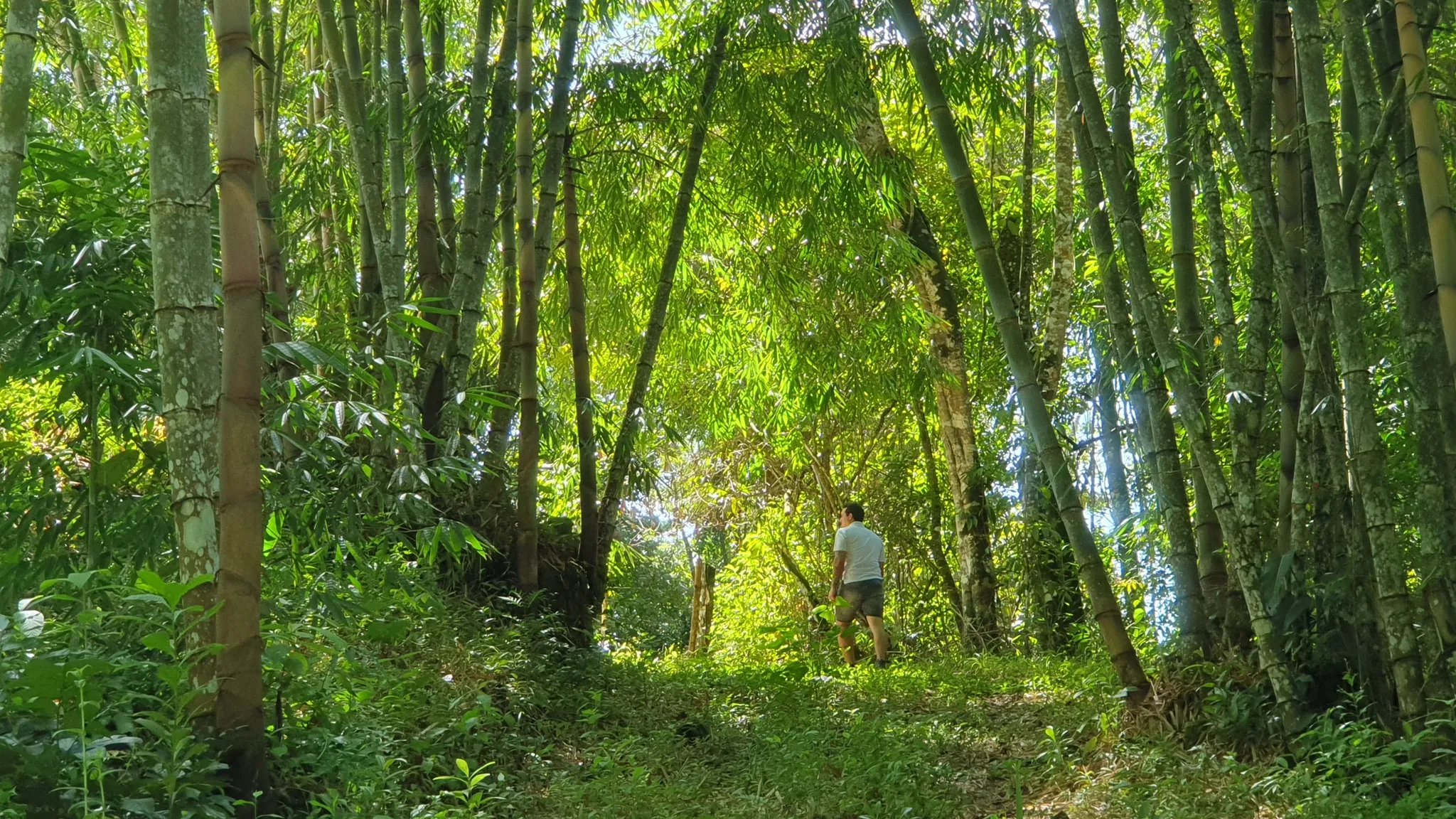 BAMBOO AND FOREST PROPERTY #2 IN PEREZ ZELEDON, COSTA RICA - image 7