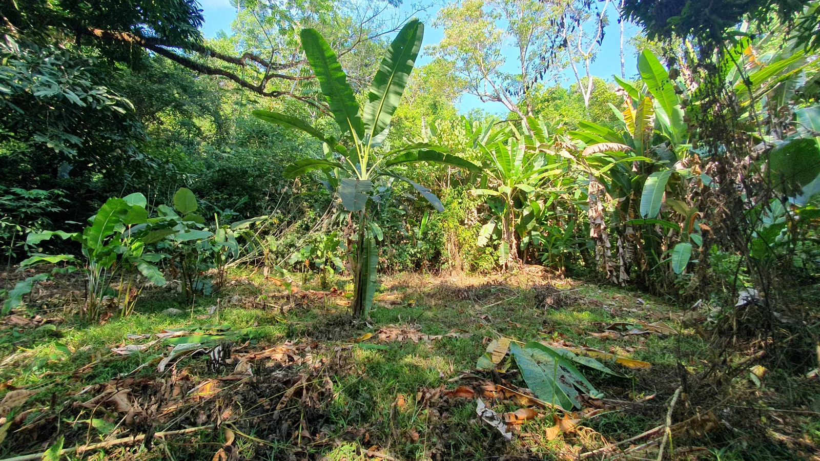 CONSERVATION AND DEVELOPMENT LAND WITH OCEAN VIEW IN SIERPE, COSTA RICA - image 13