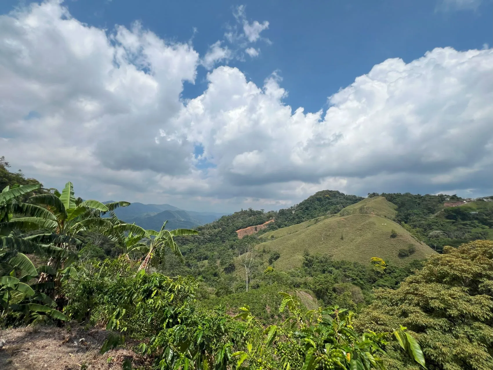 Coffe and fruit tree Finca in Puriscal - image 14