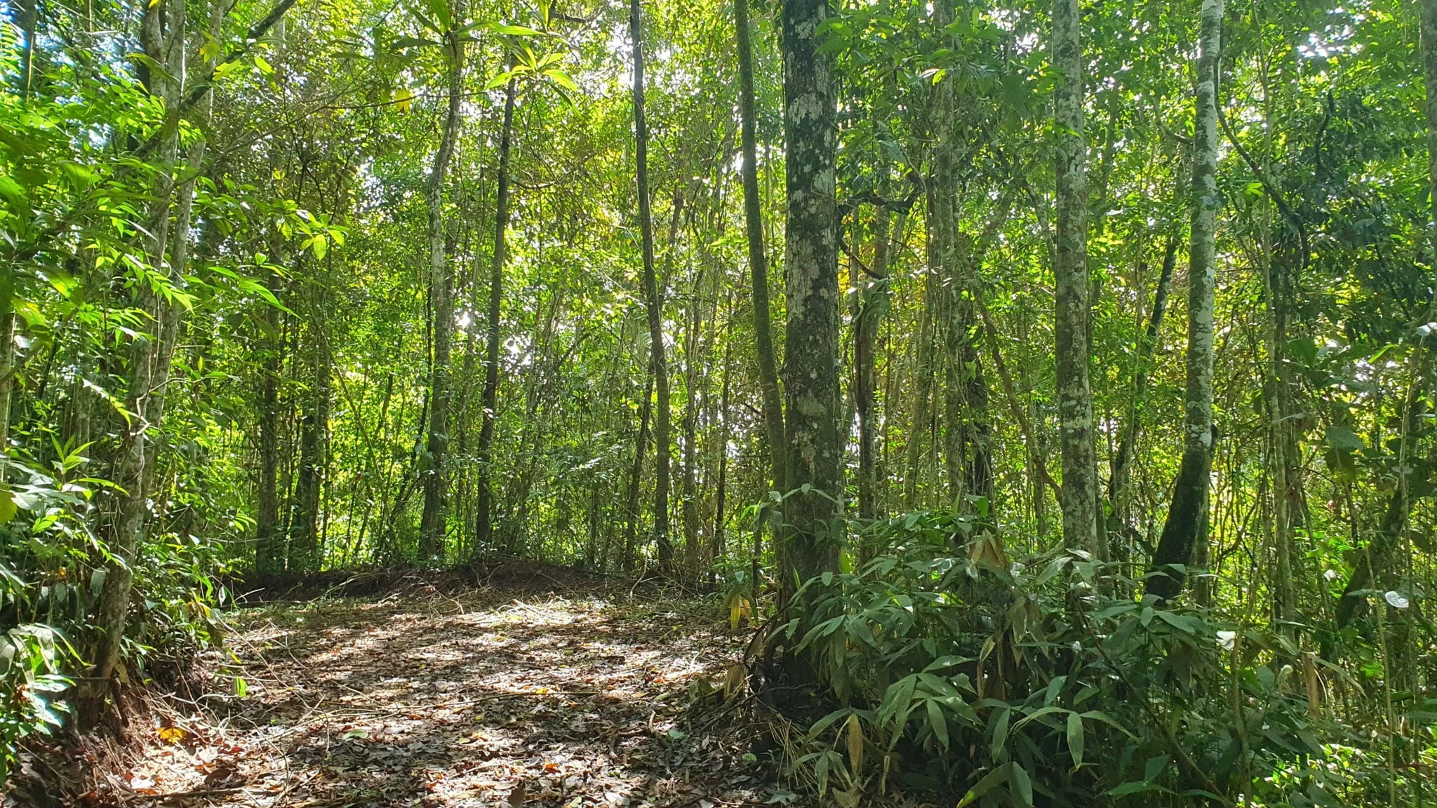 BAMBOO AND FOREST PROPERTY #2 IN PEREZ ZELEDON, COSTA RICA - image 6