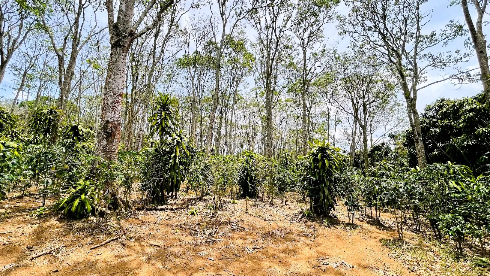 LOT FOR SALE - SAN ISIDRO, SAN RAMON - image 8