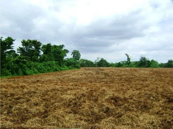 SE VENDE FINCA DE CACAO EN PRODUCCIÓN Y CRECIMIENTO - image 11
