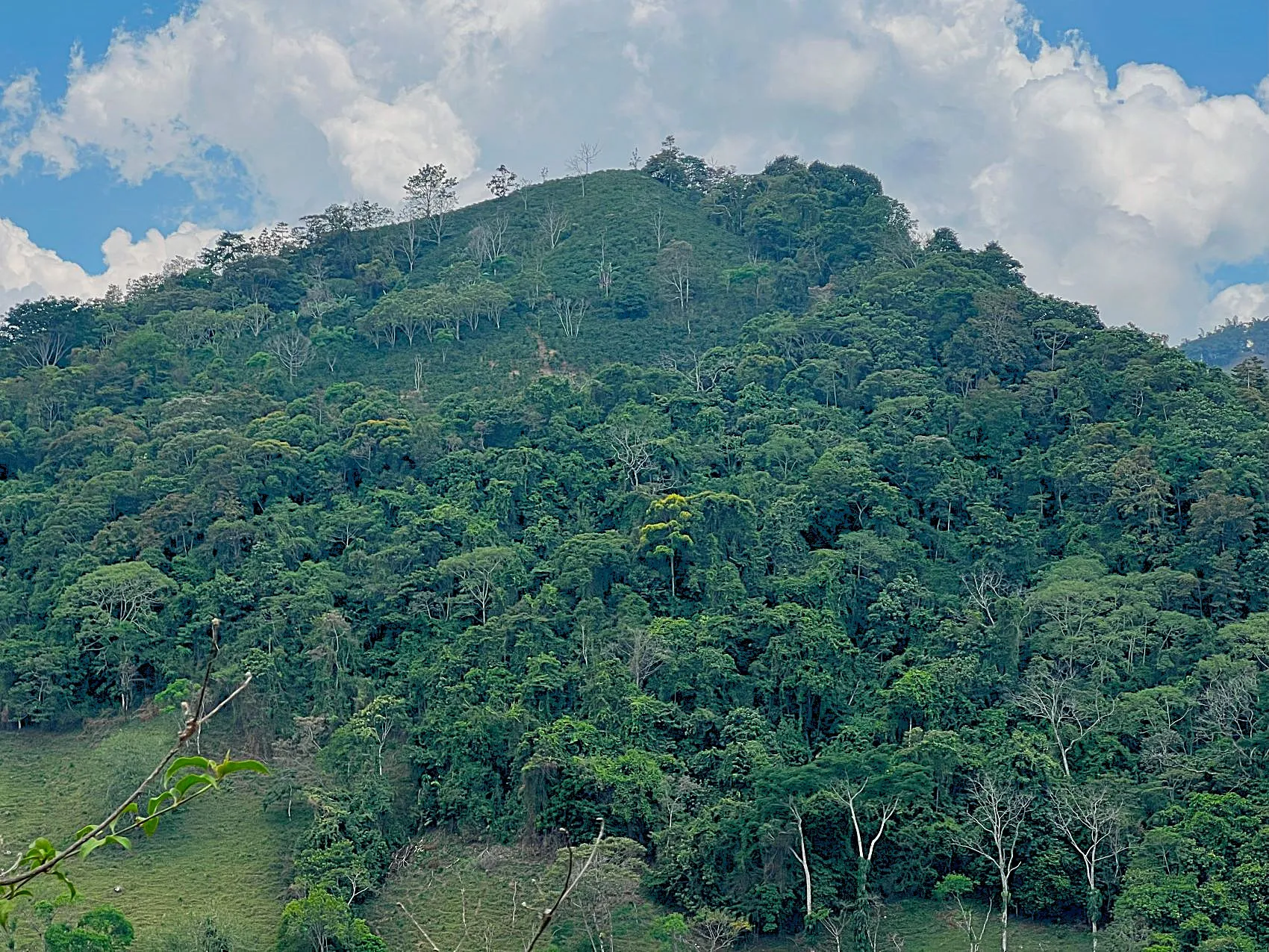Coffe and fruit tree Finca in Puriscal - image 5