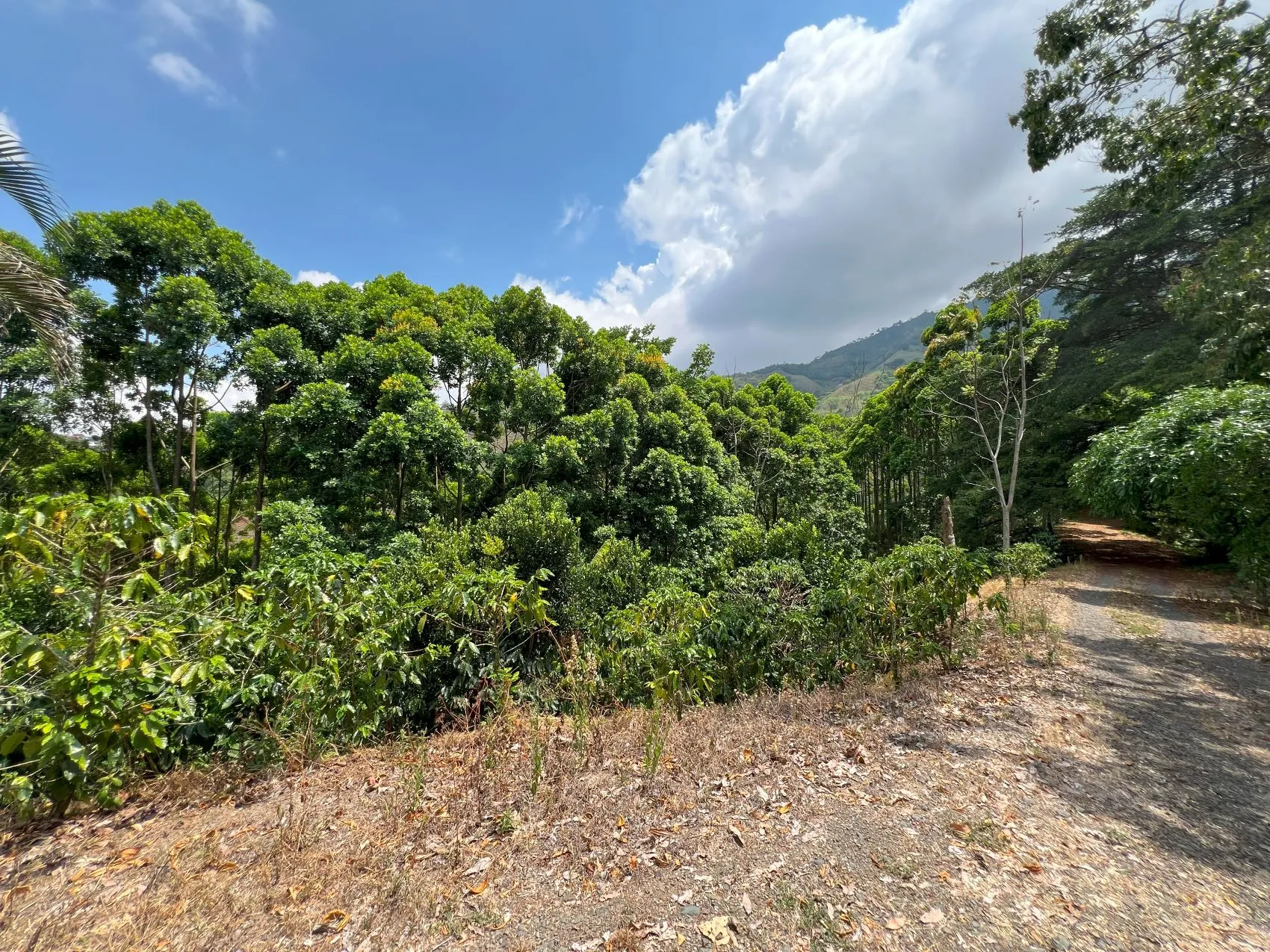 Coffe and fruit tree Finca in Puriscal - image 13