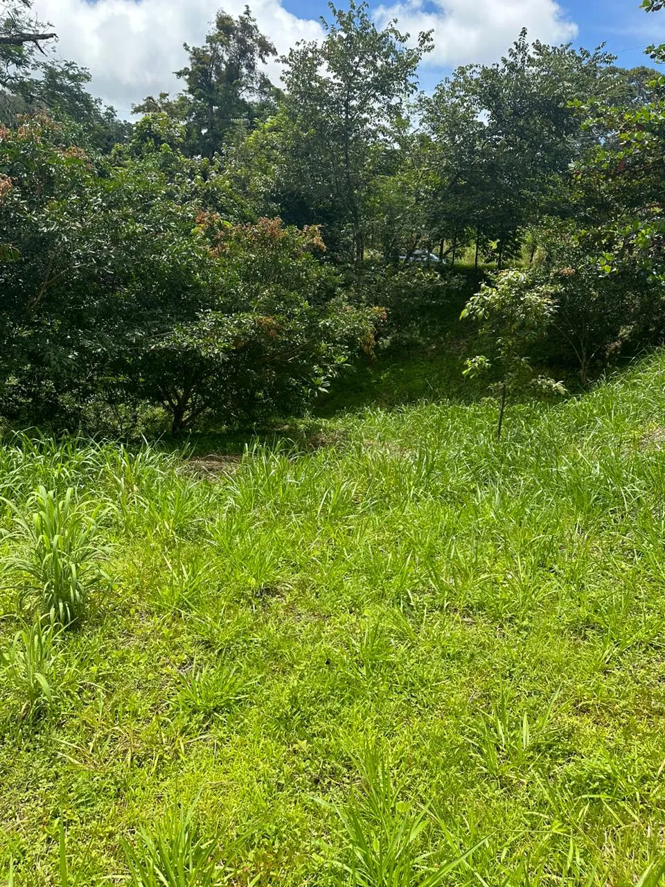 Build Your Future in Turrubares: Nature, Development, and Quality of Life - image 15