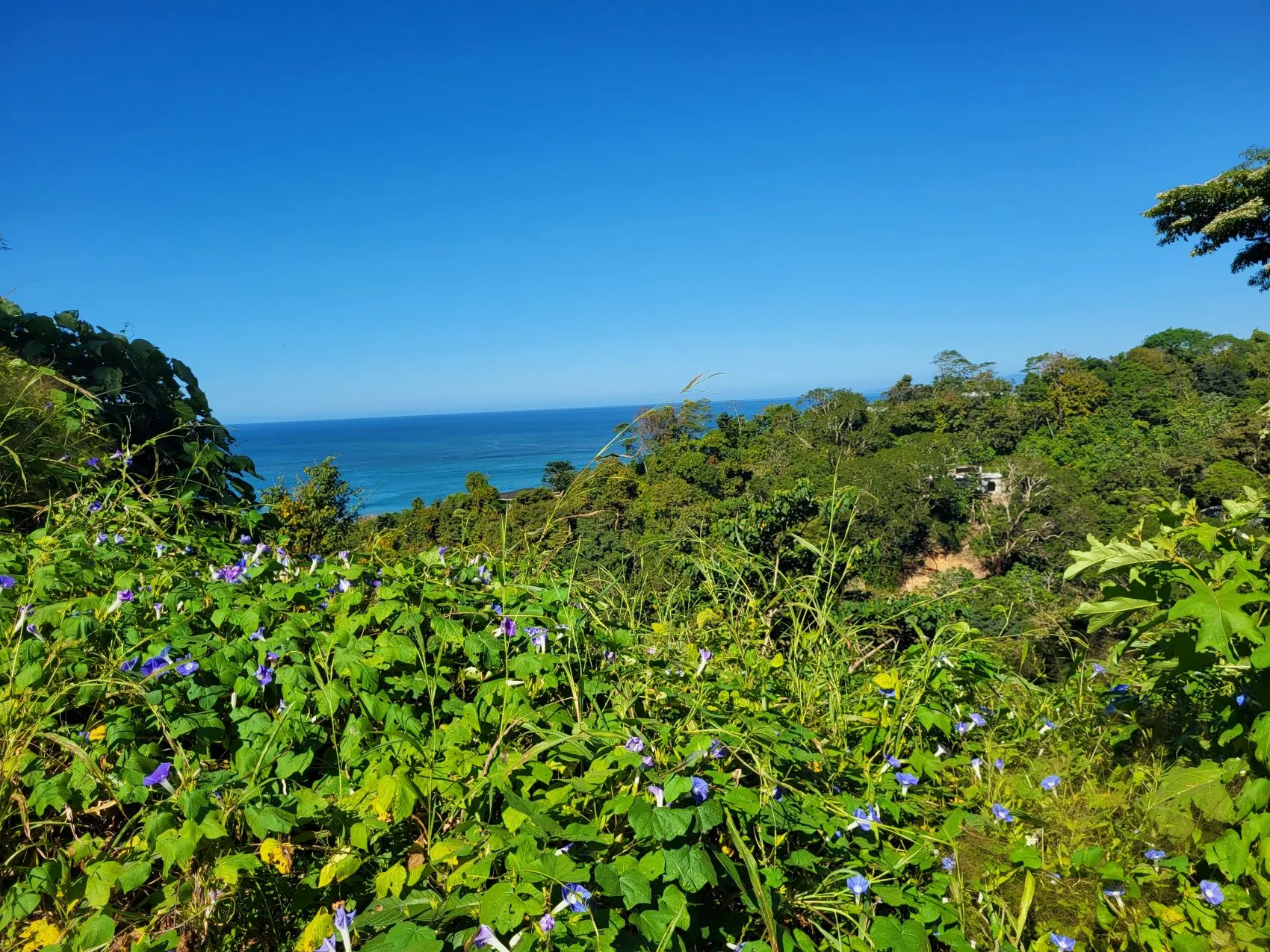 Beautiful 1.8 (18,000 m2) Hectare Mountainside Ocean View Lot in Mal Pais - image 3
