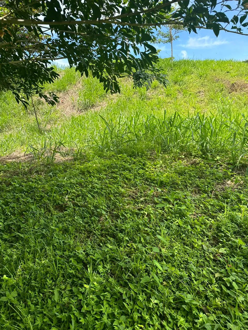 Build Your Future in Turrubares: Nature, Development, and Quality of Life - image 14