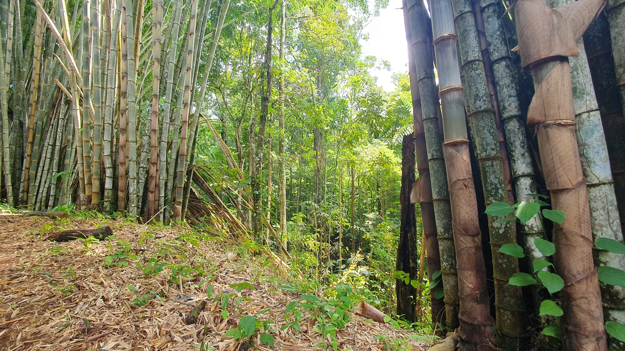 BAMBOO & FOREST PROPERTY IN PEREZ ZELEDON, COSTA RICA - image 12