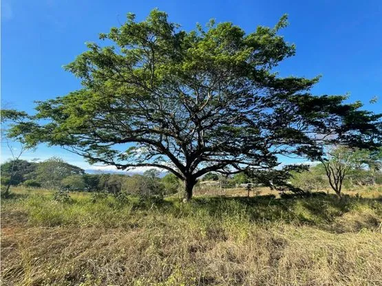 For Sale: Beautiful flat lot in La Ceiba of Orotina - image 1