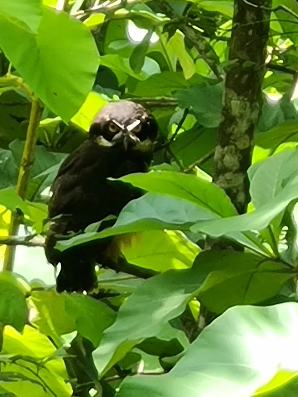 Farm for sale in Orotina - image 5