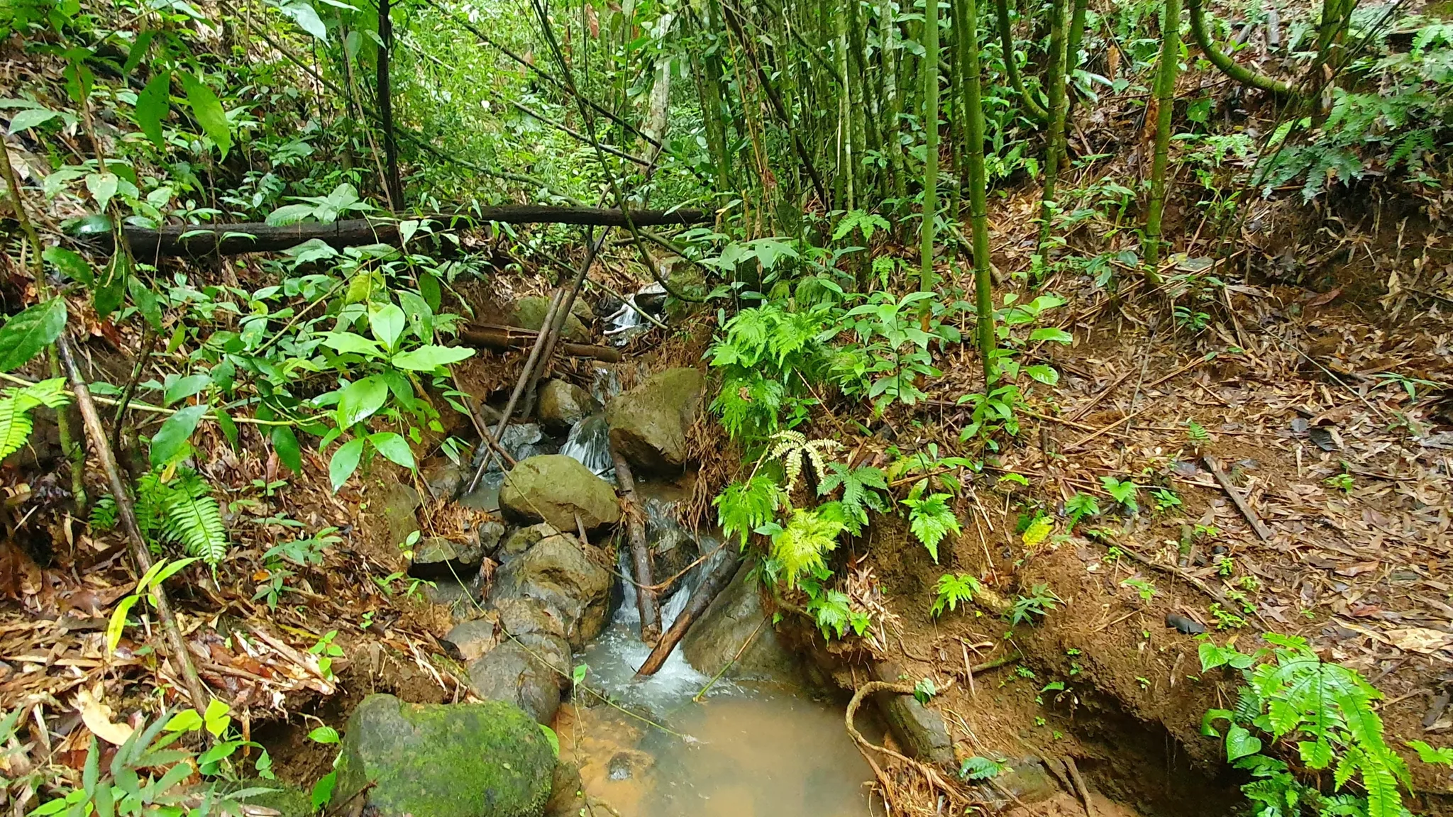 BAMBOO & FOREST PROPERTY IN PEREZ ZELEDON, COSTA RICA - image 11