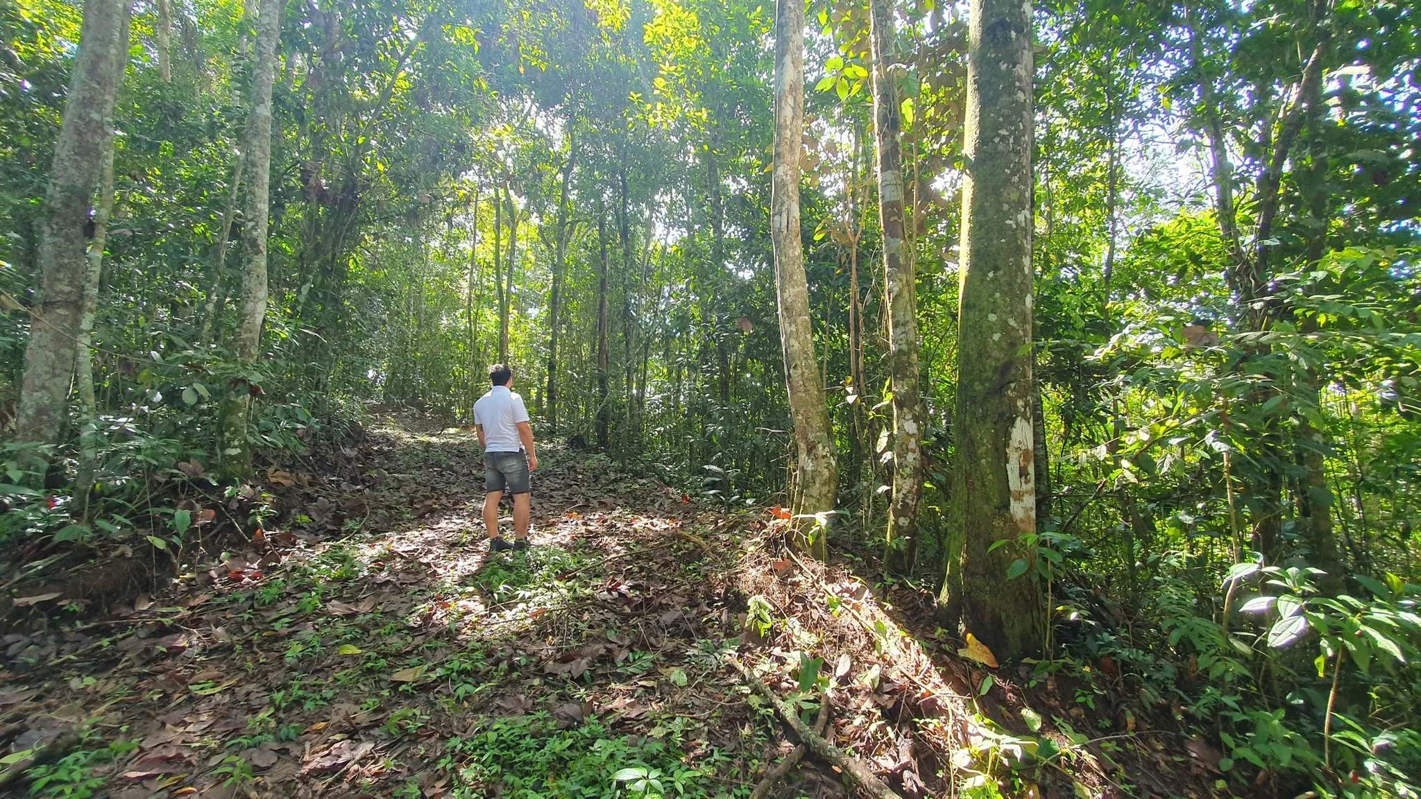 BAMBOO AND FOREST PROPERTY #2 IN PEREZ ZELEDON, COSTA RICA - image 4