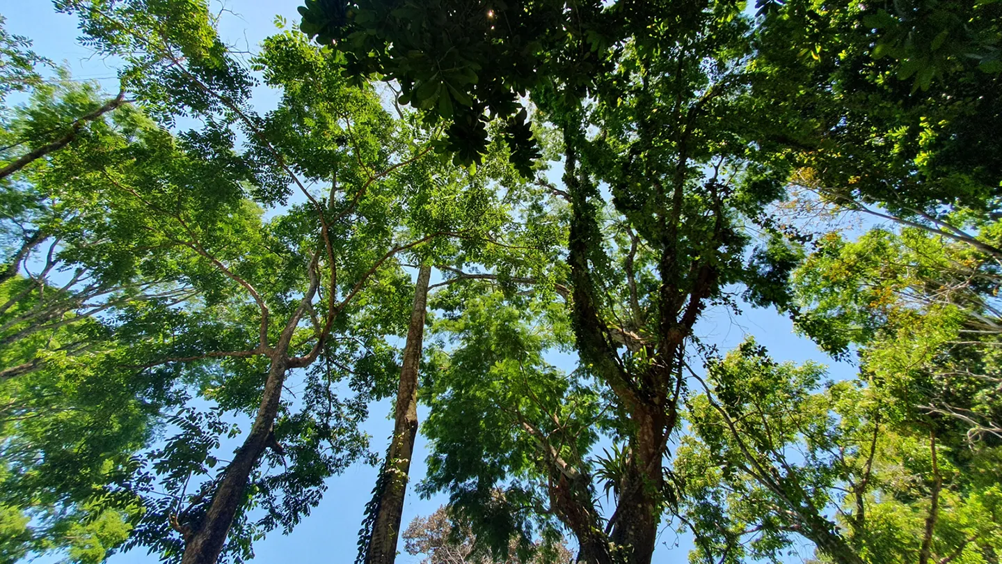 MULTIPURPOSE COMMERCIAL LAND IN OJOCHAL, COSTA RICA - image 9