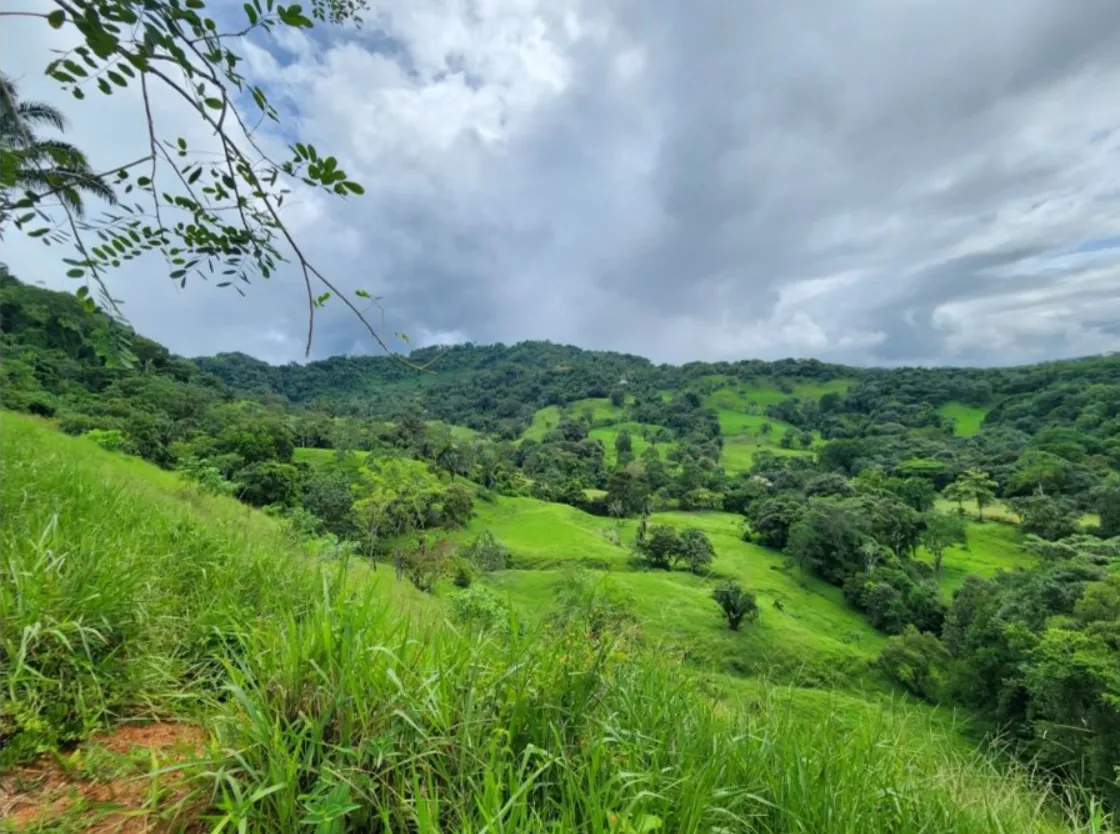 NATURAL PARADISE FARM of 203 ACRES IN BARU, PEREZ ZELEDON - image 8