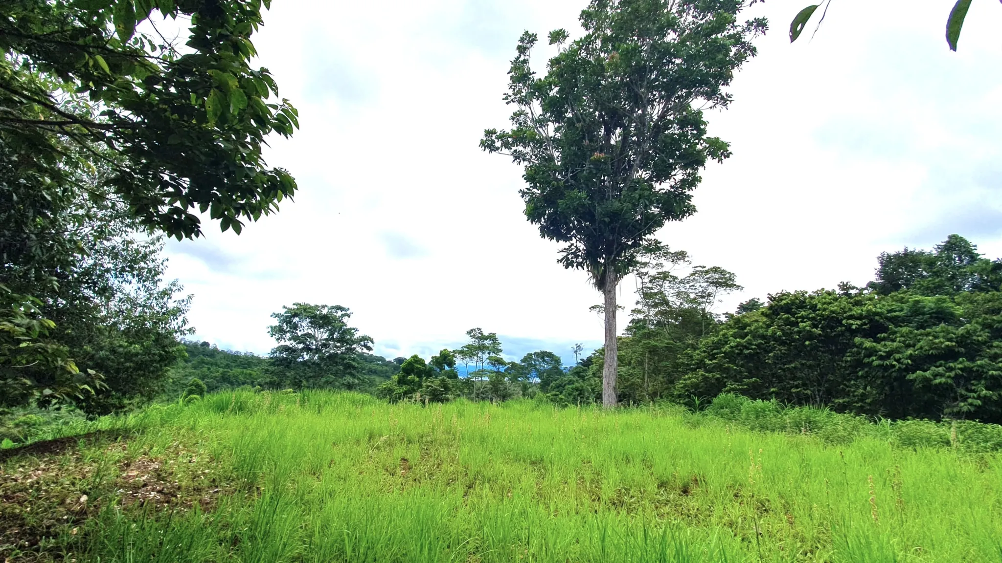 GULF VIEW PROPERTY IN PUERTO JIMENEZ, COSTA RICA - image 2